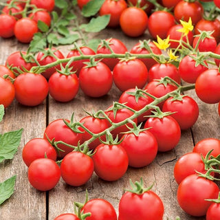 Pomodoro Cherrola F1 - Estremamente dolce, resistente e produttiva