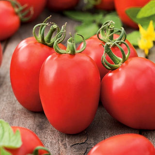 Pomodoro - Kmicic - Frutti grandi e rotondi, gusto dolce