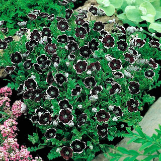 Nemophila Penny Black - Estremamente interessante decorazione estiva - Nemophila discoidalis - Semi Premium