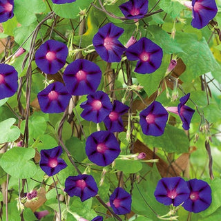 Ipomoea Purpurea - Grandpa Ott's - Grandi fiori e splendide foglie a forma di cuore - Ipomoea purpurea
