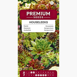 Sempervivum - miscuglio di varietà - Decorazione per contenitori, resistente al gelo - Sempervivum sp.