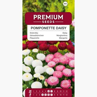 Margheritina Pomponette miscuglio - Deliziosi fiori per bordure - Bellis perennis