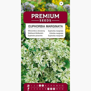 Euforbia marginata - Eccezionalmente ornamentale pianta annuale - Euphorbia marginata