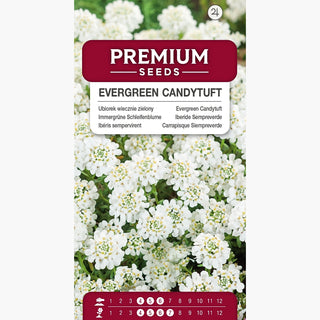 Iberide Sempreverde - Pianta tappezzante perenne a fiori densi - Iberis sempervirens