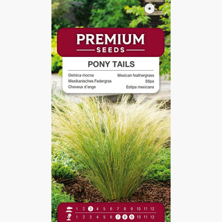 Stipa - Capelli d’angelo Pony Tails - Piume lunghe e ariose, estremamente decorative, facili da curare - Stipa tenuissima