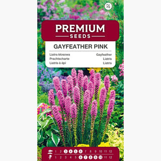 Liatris - Rosa - Perenne, resistente al gelo, per bordure e roccaglie - Liatris spicata