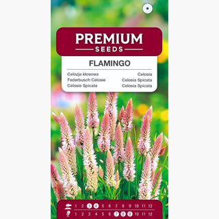 Celosia Spicata Flamingo - Spighe piumose, aspetto affascinante - Celosia spicata