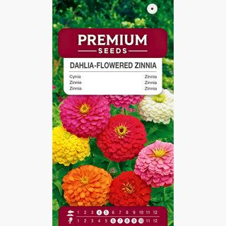 Zinnia fior di Dalia miscuglio - Decorazione regale delle aiuole estive! - Zinnia elegans
