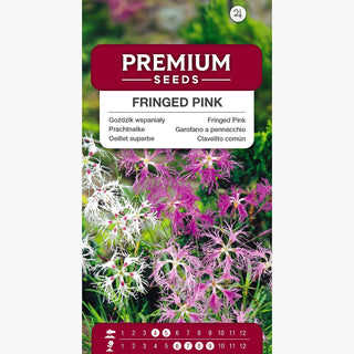 Garofano a pennacchio - Miscuglio - Colori vivaci - Dianthus superbus