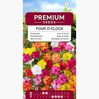 Bella di Notte - Fiori a tromba vivaci, facile da coltivare - Mirabilis jalapa