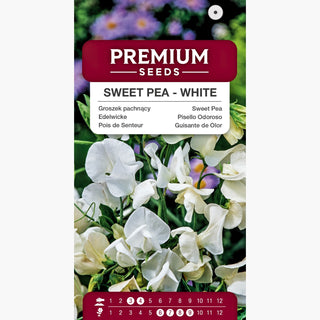 Pisello Odoroso - bianco - Cascata di fiori bianchi, fragranza inebriante, delizia per i sensi! - Lathyrus odoratus
