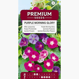 Ipomoea Purpurea - Miscuglio - Rampicante celestiale per copertura - Ipomoea purpurea