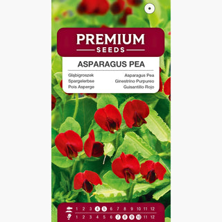 Ginestrino Purpureo - Per il giardino e per la cucina - 2 in 1 - Tetragonolobus purpureus