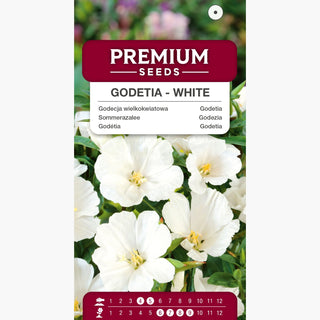 Godezia - Bianco - Decorazione delicata e classica per aiuole - Godetia grandiflora
