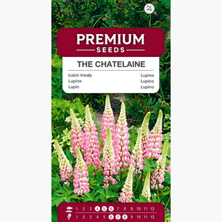 Lupino The Chatelaine - Bellissimi fiori rosa in spighe imponenti - Lupinus polyphyllus