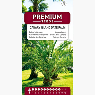 Palma delle Canarie - Perenne, esotica, resistente - Phoenix canariensis