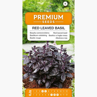 Basilico a foglia rossa - Foglie rigogliose, pianta sana, raccolto abbondante - Ocimum basilicum