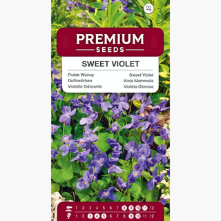 Viola Mammola - Varietà profumata, ideale per zone ombreggiate - Viola odorata