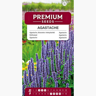 Agastache - Resistente, fiorisce tutta l'estate, spighe di lavanda e bianco - Agastache mexicana