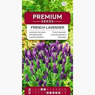 Lavanda Selvatica - Fiori intensamente profumati, ideale per bordure e vasi - Lavandula stoechas