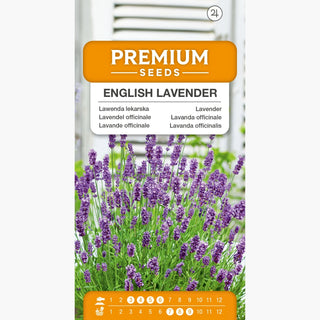 Lavanda officinale - Regina aromatica dei giardini - Lavandula officinalis