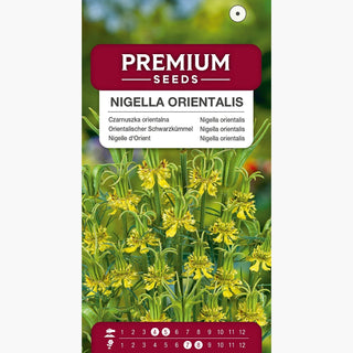 Nigella orientalis - Pianta ornamentale unica - Nigella orientalis