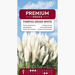 Erba della Pampa bianca - Resistente al gelo, decorazione regale per il giardino - Cortaderia selloana