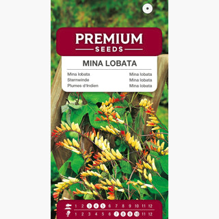 Mina lobata - Cascata di fiori rosso-gialli - Mina lobata