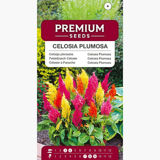 Celosia Plumosa Miscuglio - Gruppi di fiori crestati, ideali per bordure e vasi - Celosia argentea var. plumosa