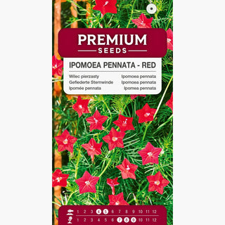 Ipomoea pennata - Rosso - Fiori decorativi a forma di stella per pergolati - Ipomoea pennata