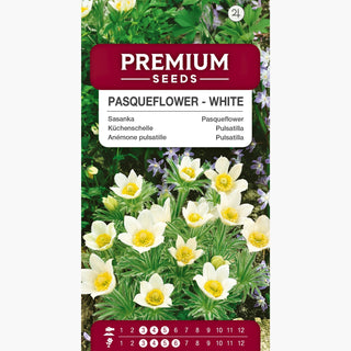 Pulsatilla - Bianco - Fioritura primaverile precoce, compatta - Pulsatilla vulgaris