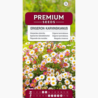 Erigeron karvinskianus - Tappeto di fiori rosa e bianchi - Erigeron karvinskianus