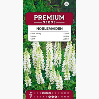 Lupino Noblemaiden - Fiori bianco neve che formano spighe imponenti - Lupinus polyphyllus