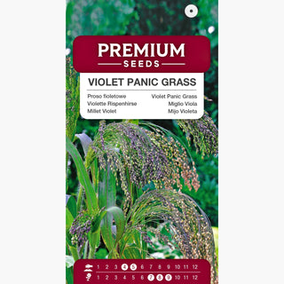 Miglio Viola - Piume ornamentali, ideale per bordure, altezza fino a 100 cm - Panicum violaceum
