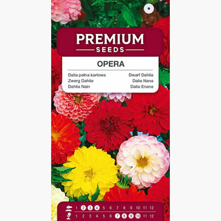 Dalia Nana - Opera - Doppia Miscuglio - Ideale per vasi e bordure - Dahlia pinnata