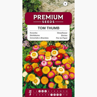 Elicriso Nana Tom Thumb Miscuglio - Colori intensi, lungo periodo di fioritura, foglie ornamentali - Helichrysum bracteatum