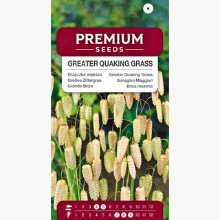 Sonaglini Maggiori - Delicata erba ornamentale con spighe floreali uniche - Briza maxima