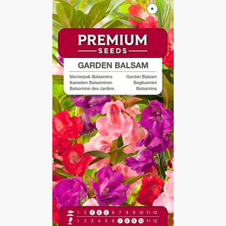 Begliuomini - Miscuglio - Annuale, perfetta per aiuole e vasi - Impatiens balsamina