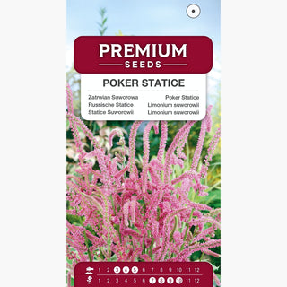 Limonium suworowii - Resistente e delicato, tollerante alla siccità - Limonium suworowii