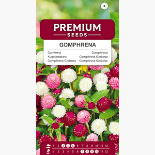 Gomphrena Globosa - Miscuglio - Sfere floreali in una vasta gamma di colori - Gomphrena globosa