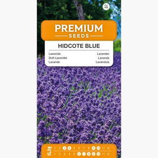 Lavanda Hidcote Blue - Fiori con fragranza avvincente e bellezza straordinaria - Lavandula angustifolia