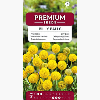 Craspedia globosa - Mazzi di fiori sferici gialli, super belli e sorprendenti! - Craspedia globosa