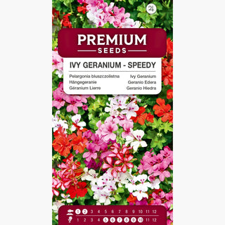 Geranio Edera - Speedy Miscuglio - Perfetta per vasi sospesi - Pelargonium peltatum