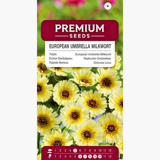 Radicchio Ombrellato - Bassa, resistente e perenne a lunga fioritura - Tolpis barbata