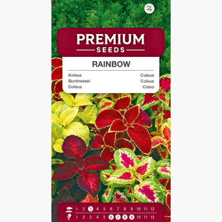 Coleus Rainbow - Foglie multicolori, pianta da vaso e da giardino, facile da coltivare - Coleus blumei