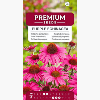 Echinacea purpurea - Perenne, ornamentale, mellifera, facile da coltivare, resistente al gelo - Echinacea purpurea