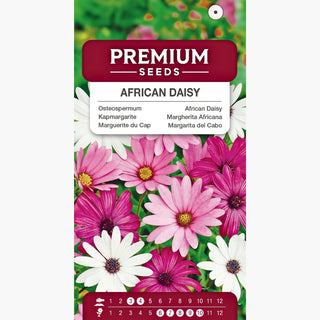 Margherita Africana - Miscuglio - Fioritura dalla primavera all’autunno - Osteospermum ecklonis