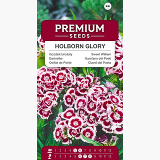 Garofano dei Poeti - Holborn Glory - Varietà originale bicolore - Dianthus barbatus