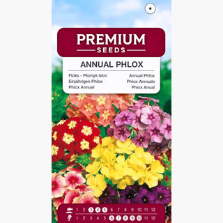 Phlox Annuale - Miscuglio - Successo estivo per aiuole - Phlox drummondii nana