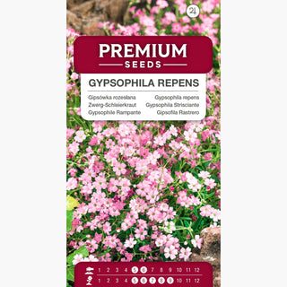 Gypsophila Strisciante - Miscuglio - Miscela eterea di colori pastello - Gypsophila repens